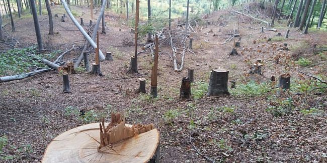 black Hopefully Resume Inițiativă: Câte un an de pușcărie pentru fiecare copac tăiat ilegal |  Suceava News Online