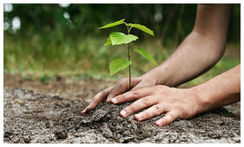 Lansarea Campaniei naţionale de împădurire prevăzută de Planul Naţional de Redresare şi Rezilienţă (PNRR)